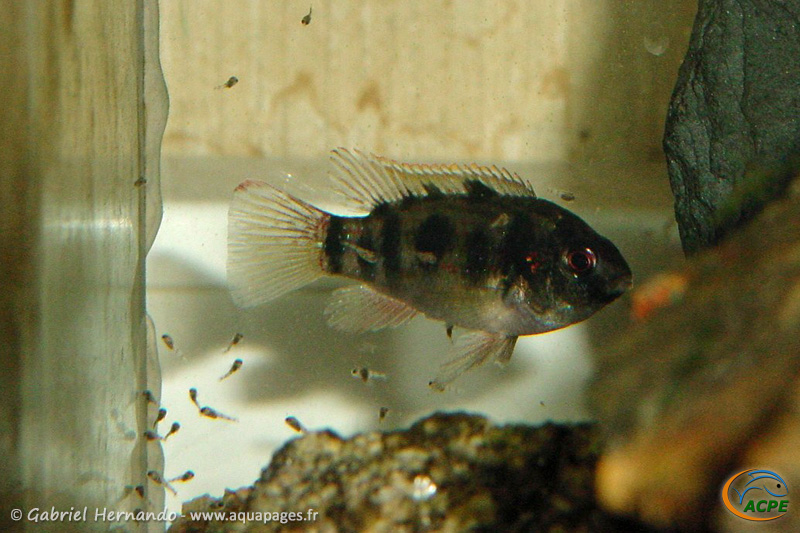 Anomalochromis thomasi (2001) - Cichlidae