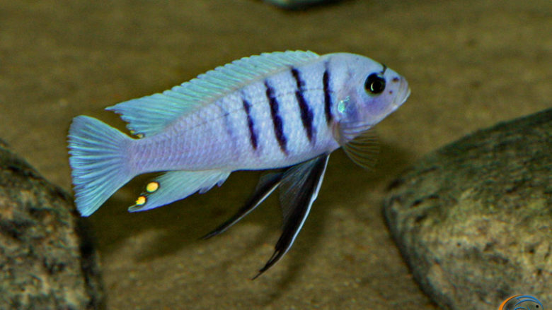 Cynotilapia sp. "hara" Gallireya Reef (2008)