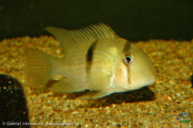 Guianacara owroewefi (2006) - Cichlidae