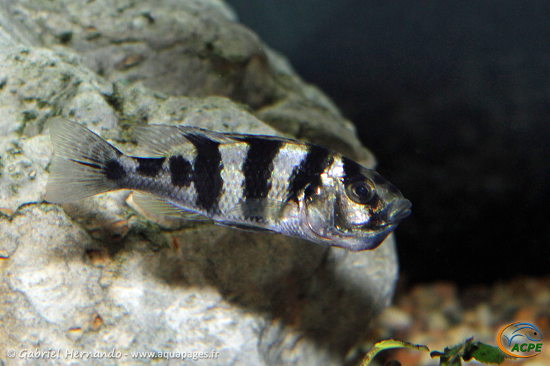 Haplochromis latifasciatus, femelle en incubation (2014)