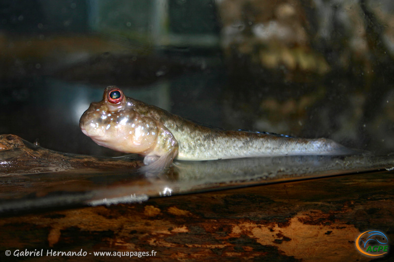 Periophthalmus cf barbarus (2006) - Gobiidae