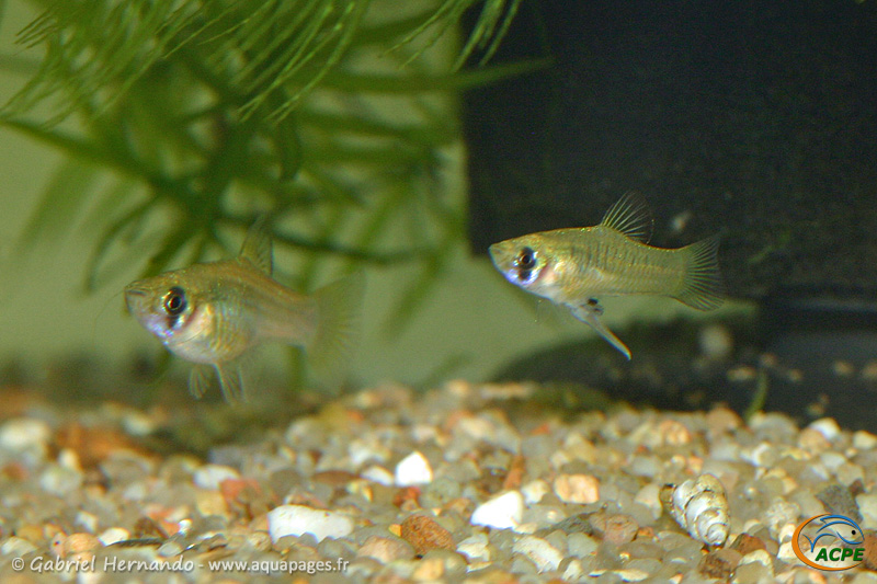Phallichthys amates (2008) - Poecilidae (vivipares)