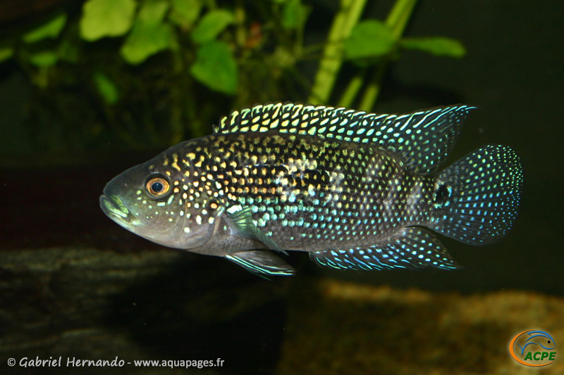Rocio octofasciata (2007) - Cichlidae